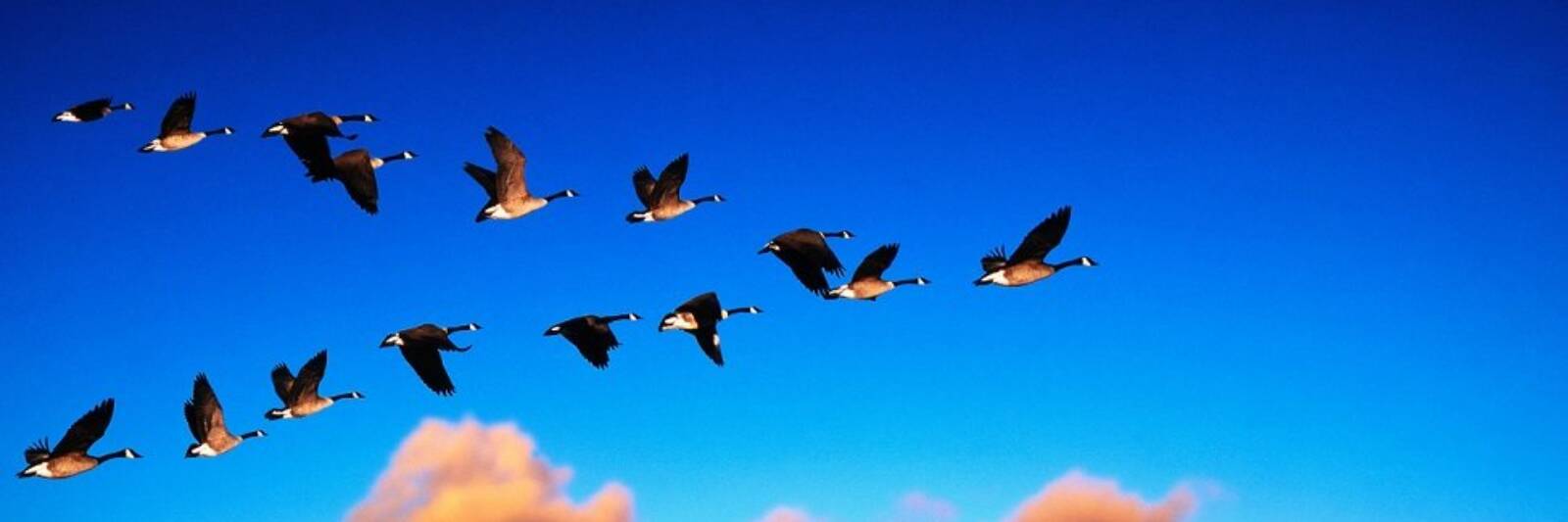 Everyone is a leader