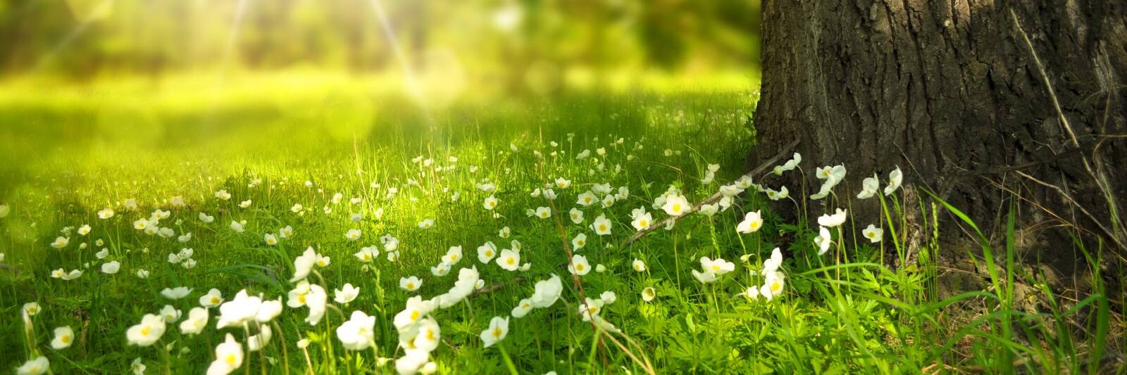 tree trunk flowers grow sunlight shade leaders