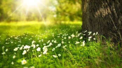 tree trunk flowers grow sunlight shade leaders
