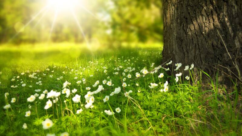 tree trunk flowers grow sunlight shade leaders