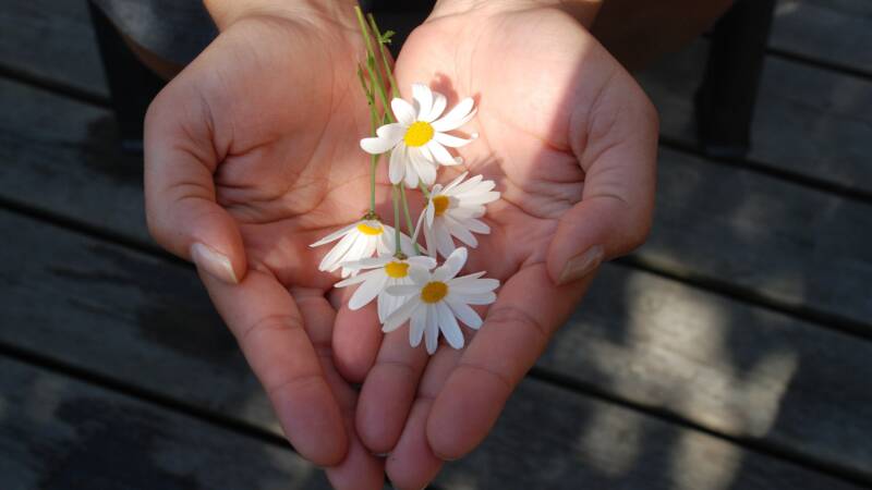 flower hands giving open give tzedakah love gift