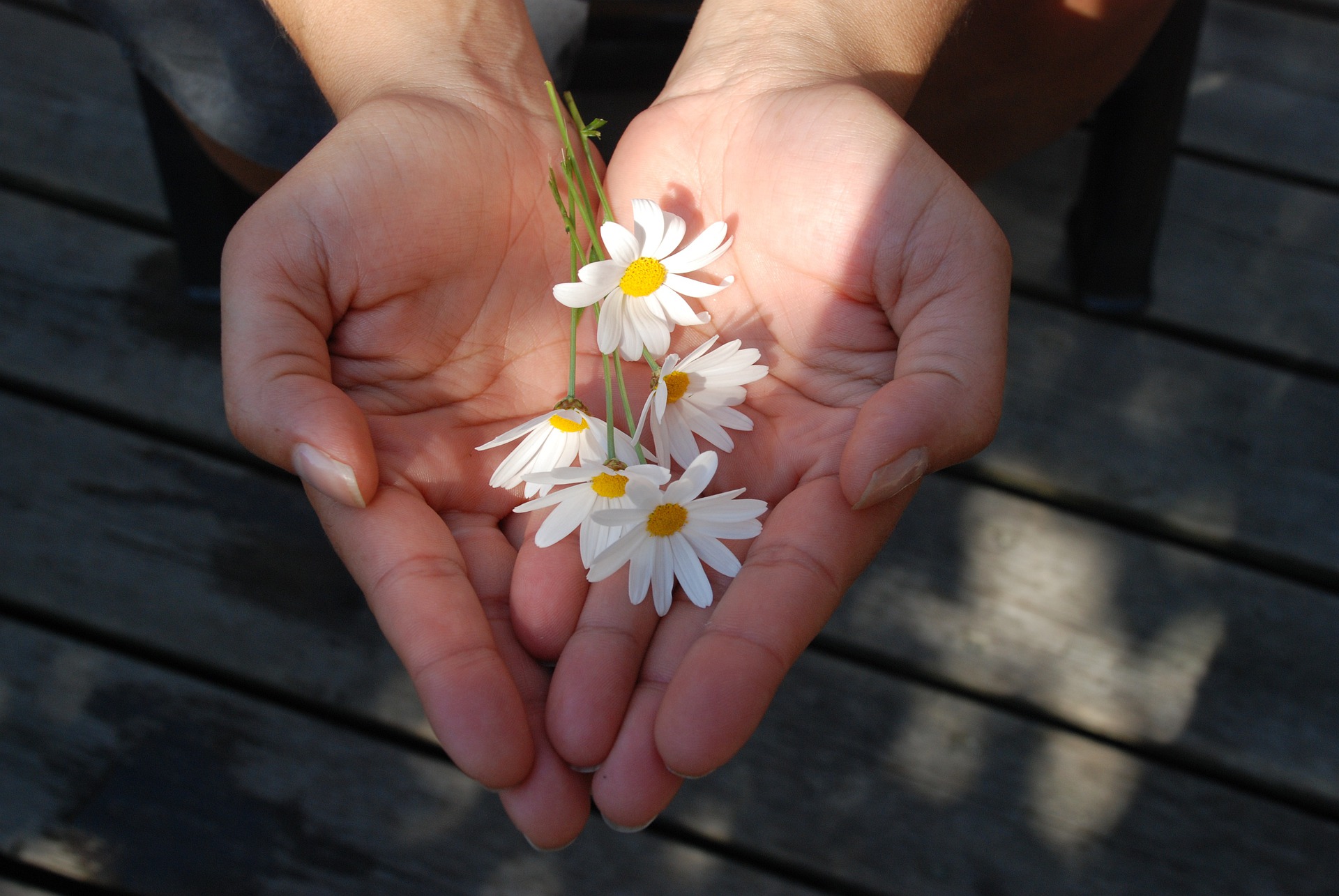 flower hands giving open give tzedakah love gift