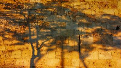Trees cast their shadows on the Jerusalem stone of the city