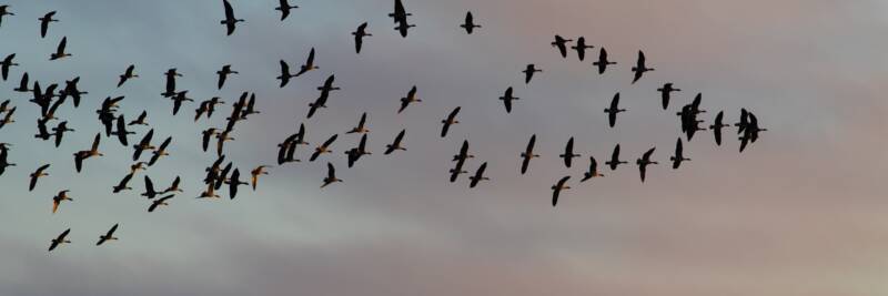 leadership following leading masa flying birds geese soaring flight sky forward