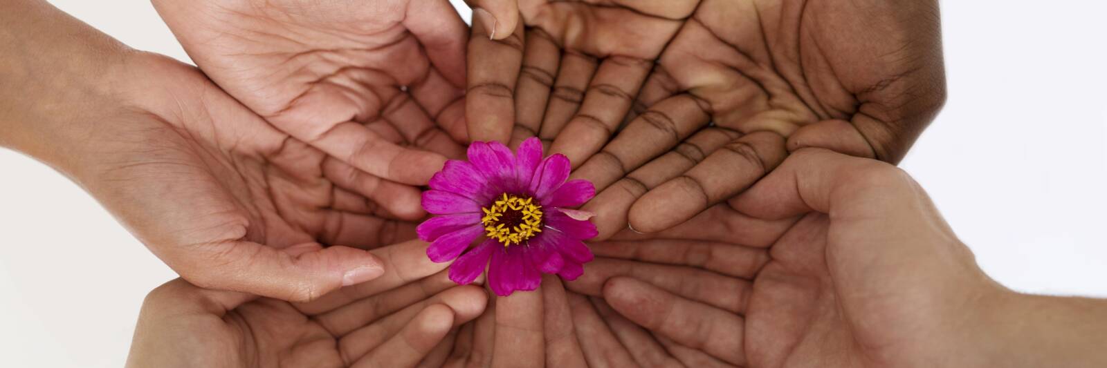 flower close up people connecting through circle of hands 2