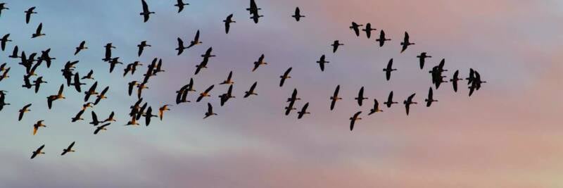 leadership following leading masa flying birds geese soaring flight sky forward 1536x1023 1