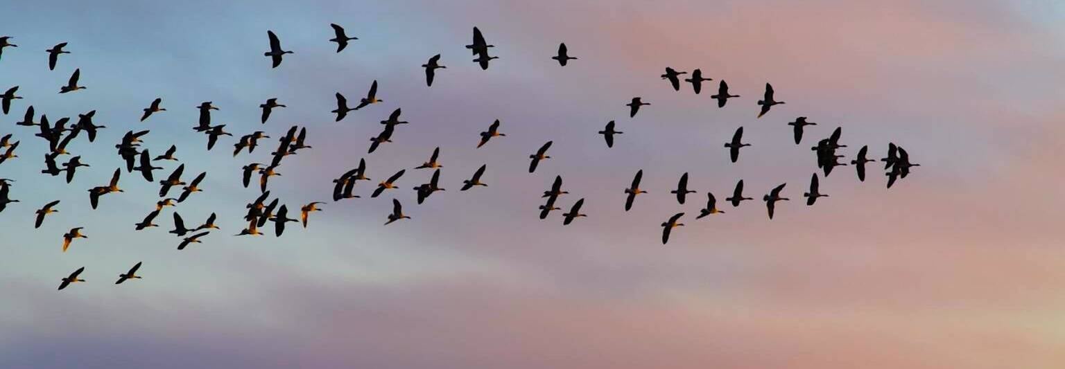 leadership following leading masa flying birds geese soaring flight sky forward 1536x1023 1 1