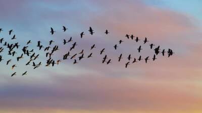 leadership following leading masa flying birds geese soaring flight sky forward 1536x1023 1 1