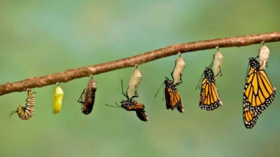 Butterfly Life Cycle HOMEPAGE growth change caterpillar evolution development mutation blossom