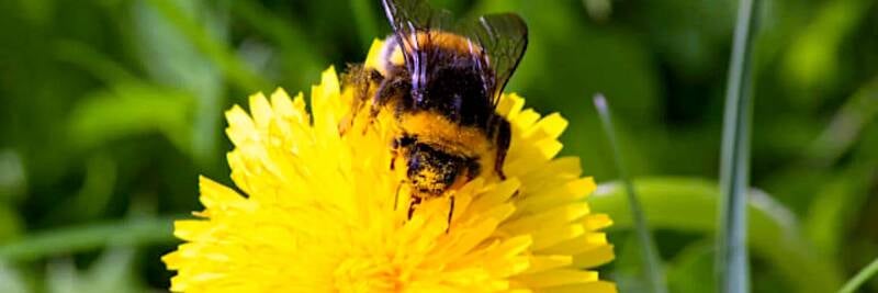 bee on flower bumblebee worker inspiration perspiration effort to pollenate in nature