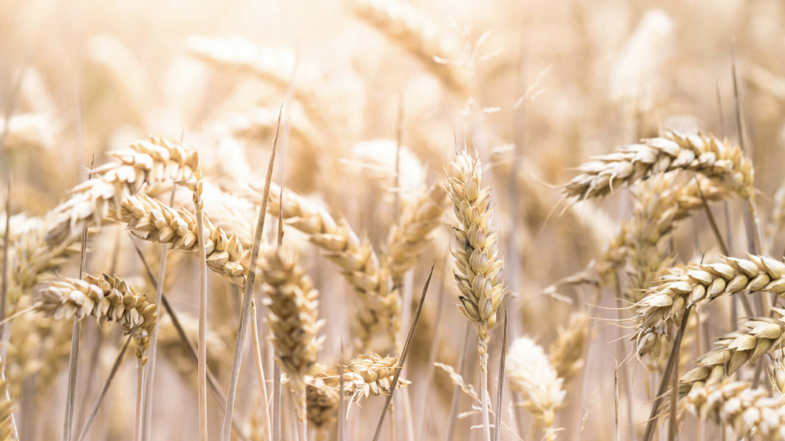shavuot wheat fields