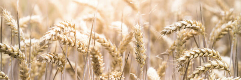 shavuot wheat fields