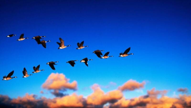 Everyone is a leader birds formation quail flight flying high in the sky soaring free