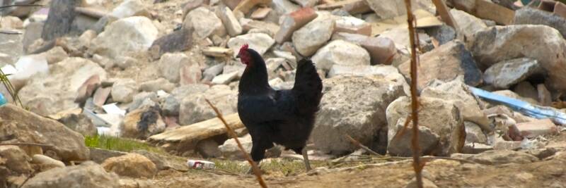 angelo giordano earthquake rubble hope survival disaster catastophe chicken