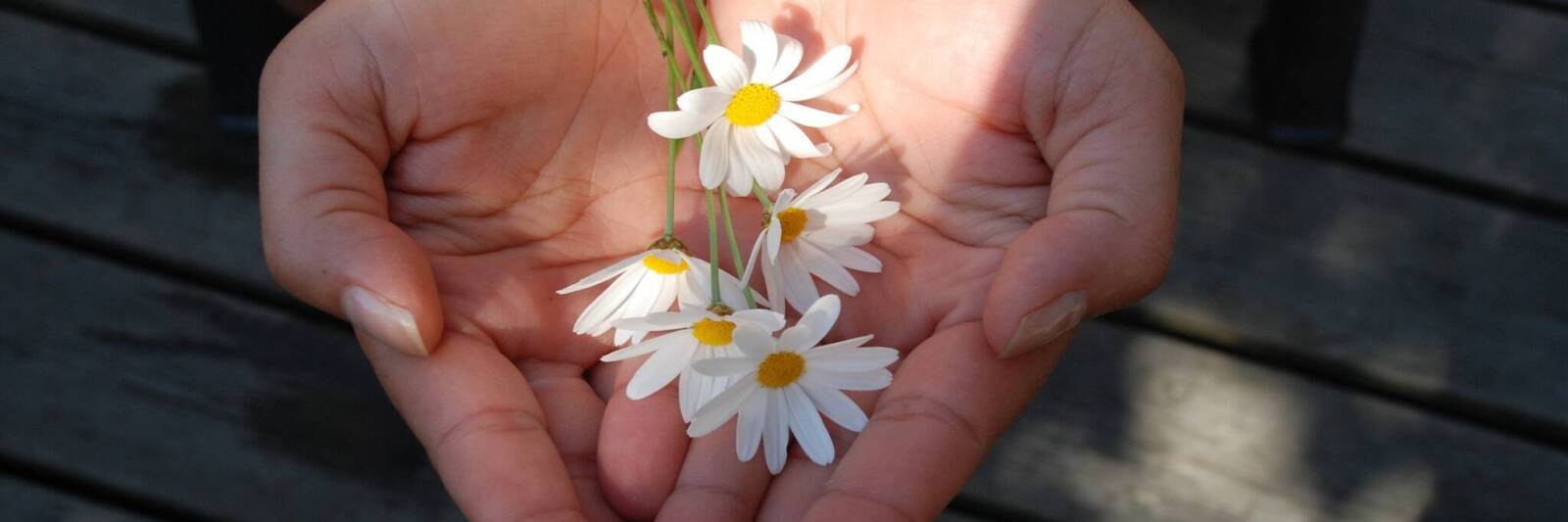 flower hands giving open give tzedakah love gift daisy
