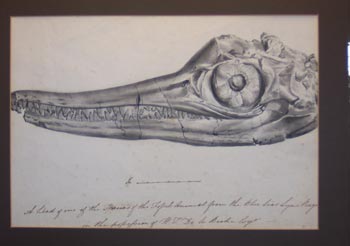 icthyosaur drawing mary anning