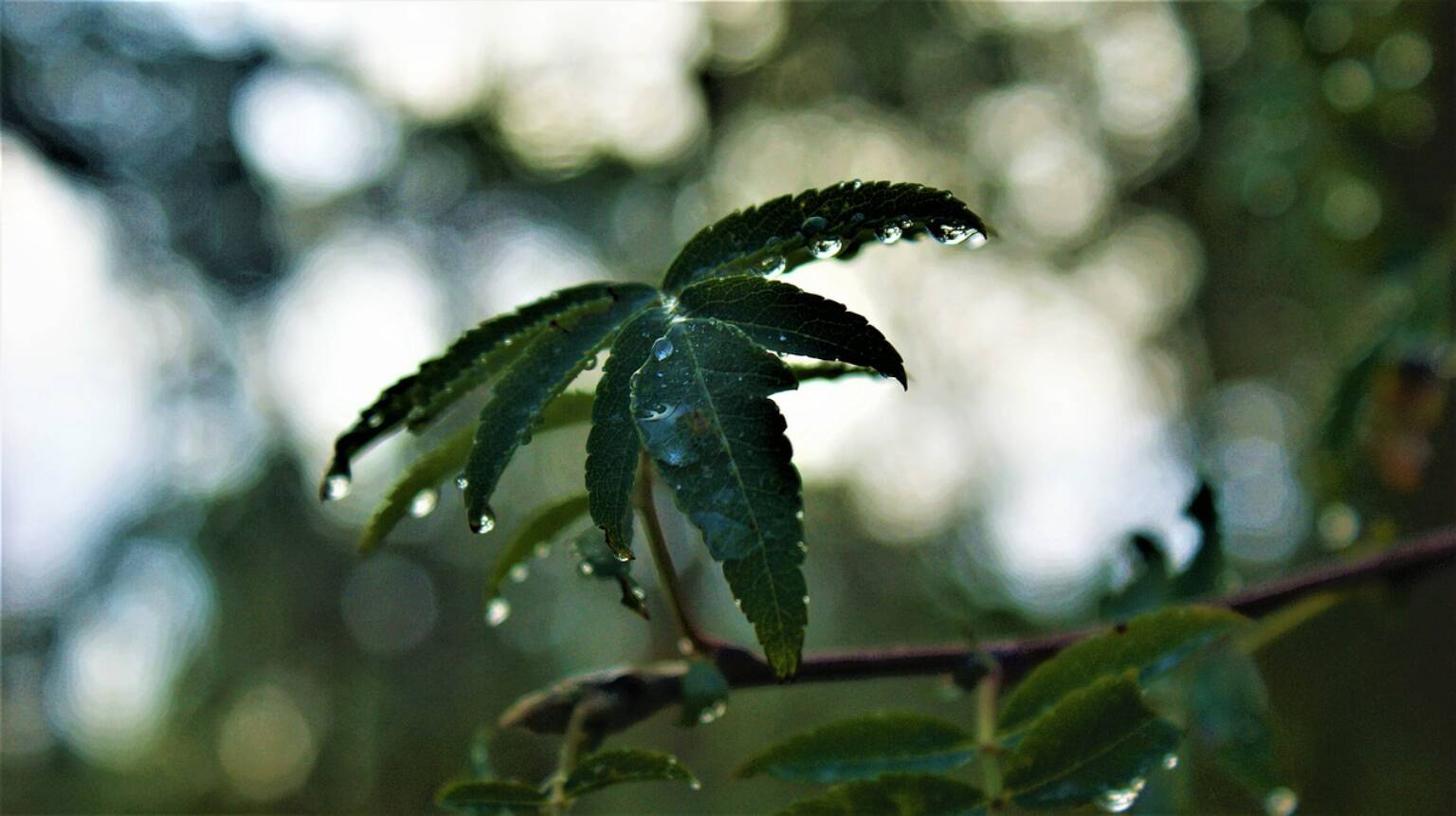 forest RAIN ON LEAVES DEW DROPS LIFE FLOURISHING