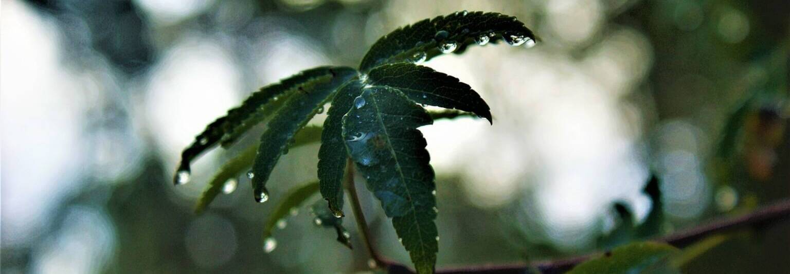 forest RAIN ON LEAVES DEW DROPS LIFE growth FLOURISHING