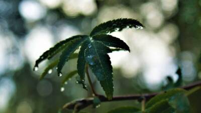 forest RAIN ON LEAVES DEW DROPS LIFE growth FLOURISHING