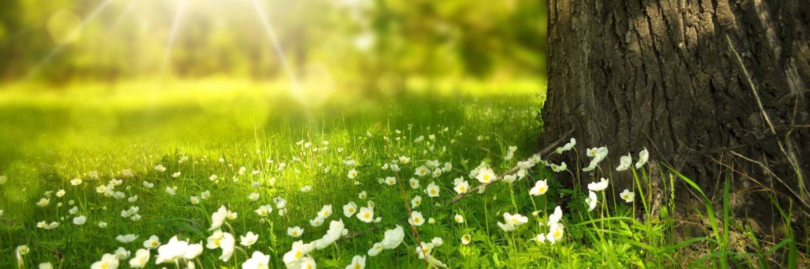 tree trunk flowers grow sunlight shade leaders 2048x1302 1